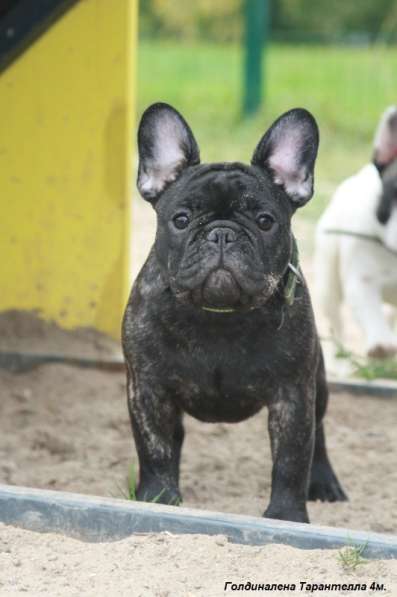 Французский бульдог подрощенные тигровые девочки в Москве фото 8
