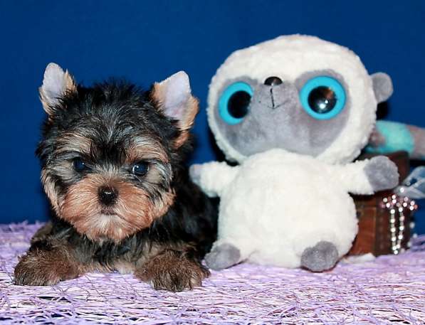 Щенок Йорк, мелкий стандарт в Москве фото 5