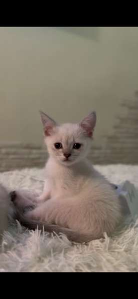 Котенок в Махачкале фото 3