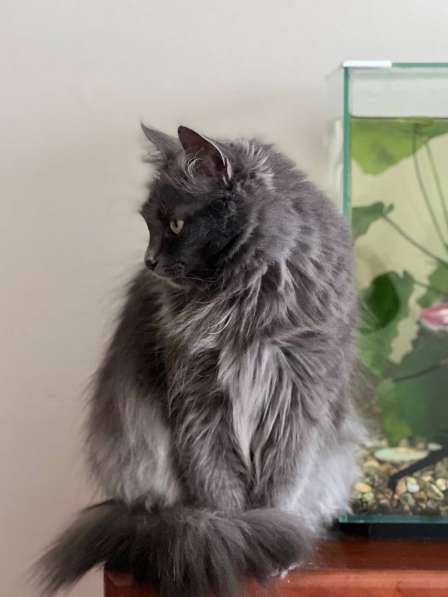 Шикарная Марси в фото 5