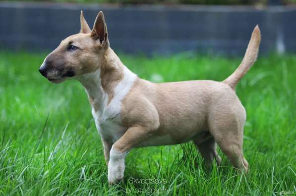 Щенок мини бультерьер, мальчик в Москве фото 4