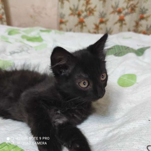 Котята в добрые руки в фото 14