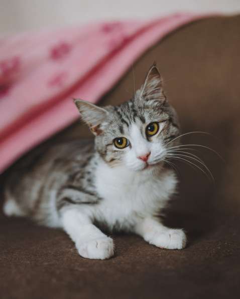 Котенок Матис ищет дом в Сочи