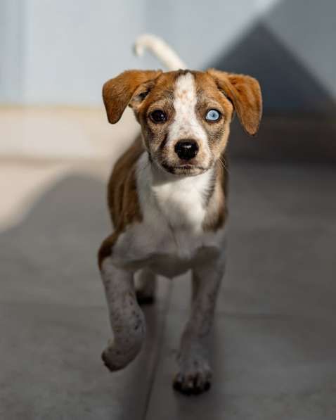 Пять маленьких сердец ищут дом в Москве фото 9