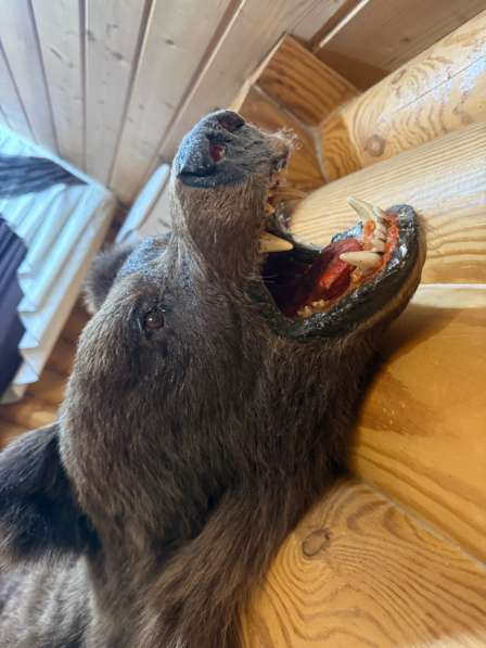 Шкура медведя натуральная в Ижевске