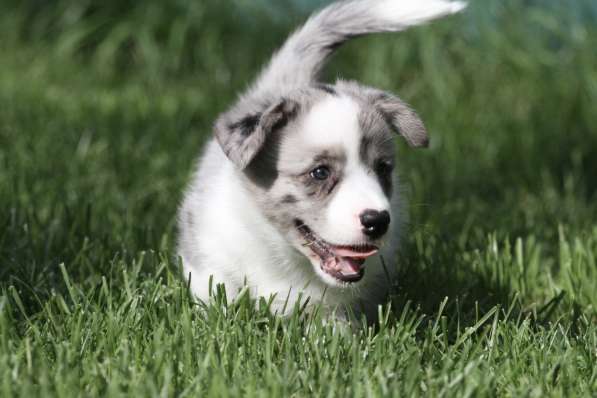 Вельш корги кардиган-мальчик в Москве фото 5