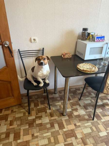 Малыш Джек Рассел терьер на вязку! в Москве