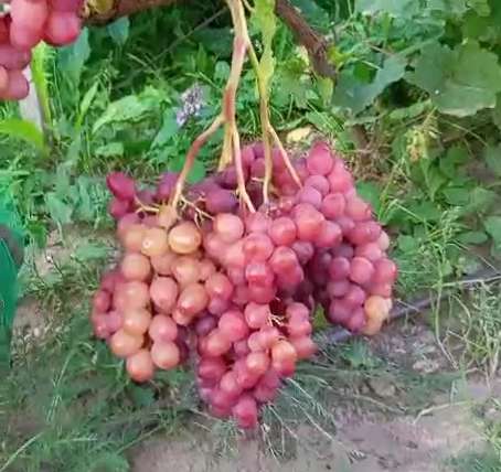 Саженцы винограда Южного Подмосковья в Чехове фото 20