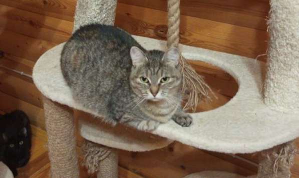 Кошечка Августина
