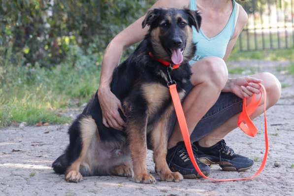 Щенок-подросток Вилли в добрые руки в Москве фото 3