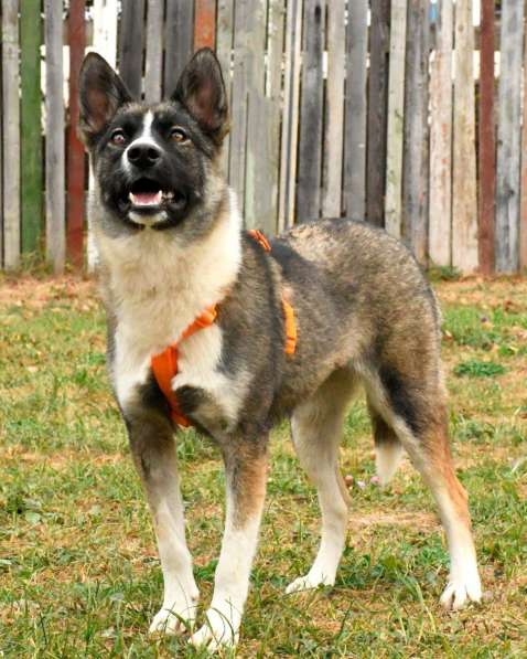 Бэллочка ждёт вас, самых лучших!!! в Москве