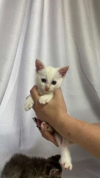 Котятки мышеловы в Кулебаках