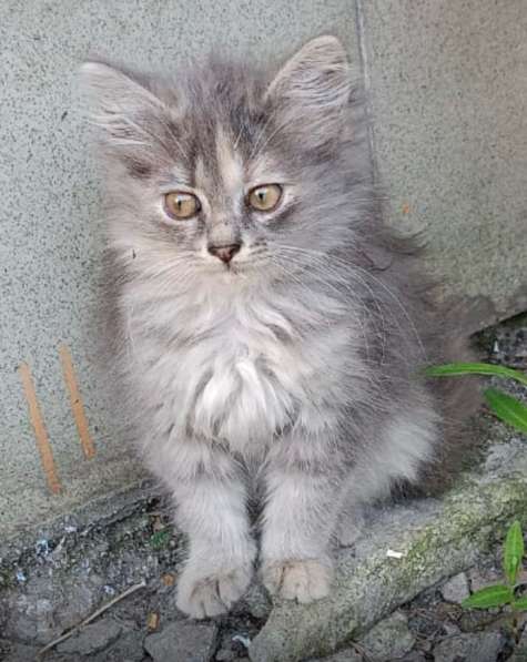 Котикам нужен дом