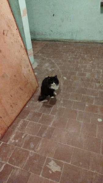 Котейка ищет дом и семью ! в Казани фото 3