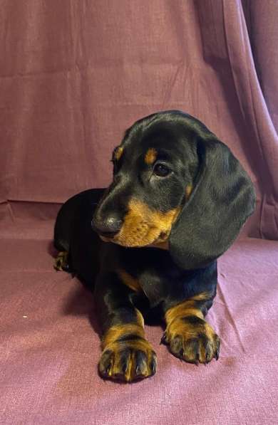 Предлагается к продаже