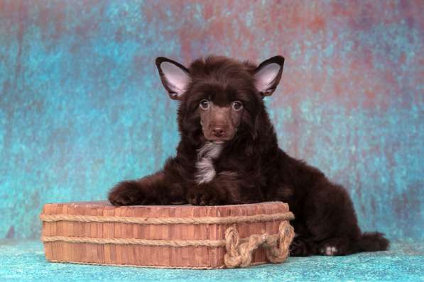 Китайская хохлатая мальчик в Москве фото 6