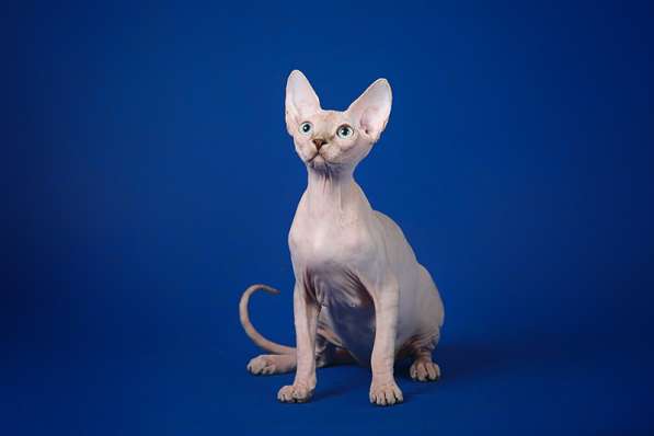 Стиль и нежность- Эльф, бамбино или сфинкс в Волгограде фото 12