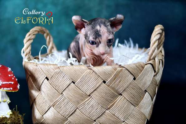 Котята Sphynx, Elf, DWELF в 