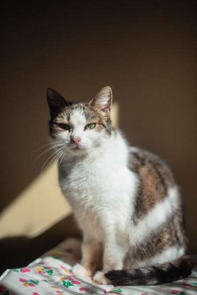 Очаровательная Ария ищет дом в Москве фото 7