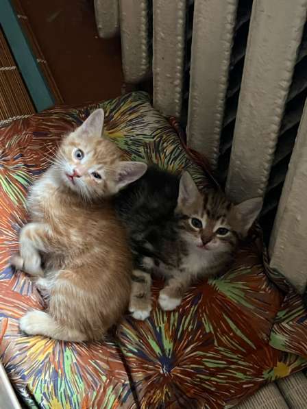 Котята в дар