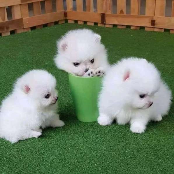 Adorabili cuccioli di Pomerania con pedigree