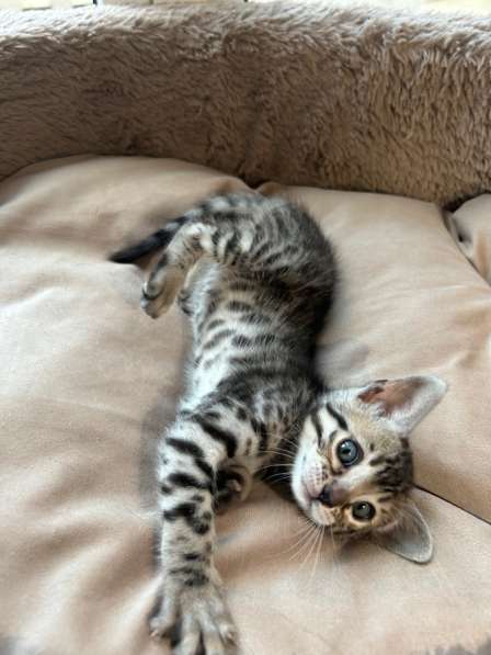 Продаются бенгальские котята в Санкт-Петербурге фото 3