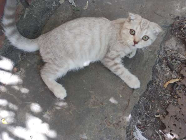 КОТЕНОК ШОТЛАНДСКОЙ ВИСЛОУХОЙ