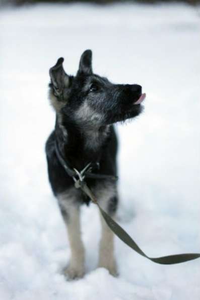 Отдам даром Малыш Перчик в поисках дома в Санкт-Петербурге фото 3