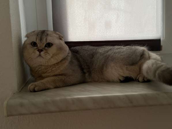 Кот хорошей породы в фото 3