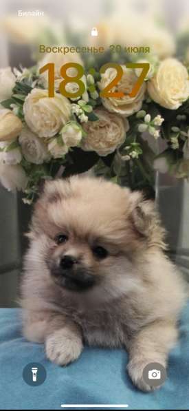 Щенок шпица