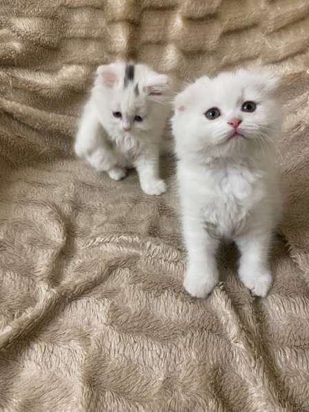 Шотландский белый вислоухий котёнок / Scottish Fold (white) в фото 6