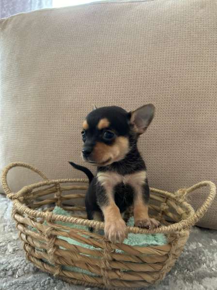 Щенок чихуахуа в Ростове-на-Дону фото 5