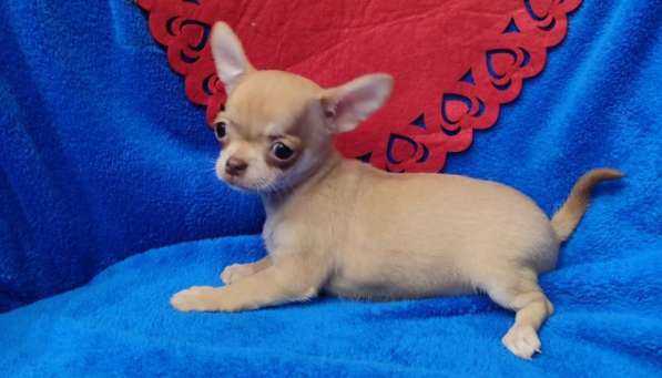 Чихуахуа. Fawn girl