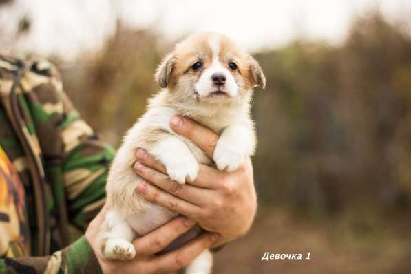 Щеночки корги пемброк