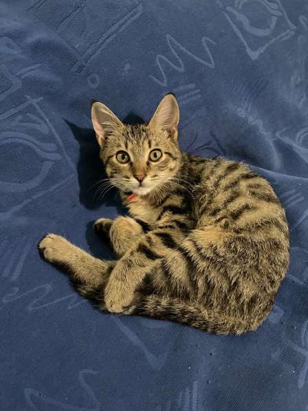 Нежная кошка 5 месяцев в Феодосии
