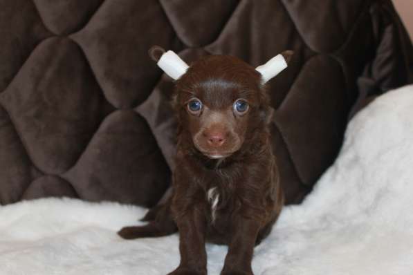 Пуховый шоколадный мальчик КХС в Москве фото 17