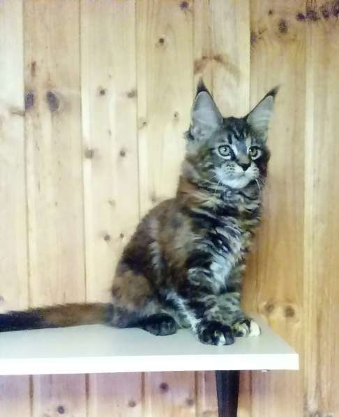 Мейн-кун девочка в Подольске фото 7