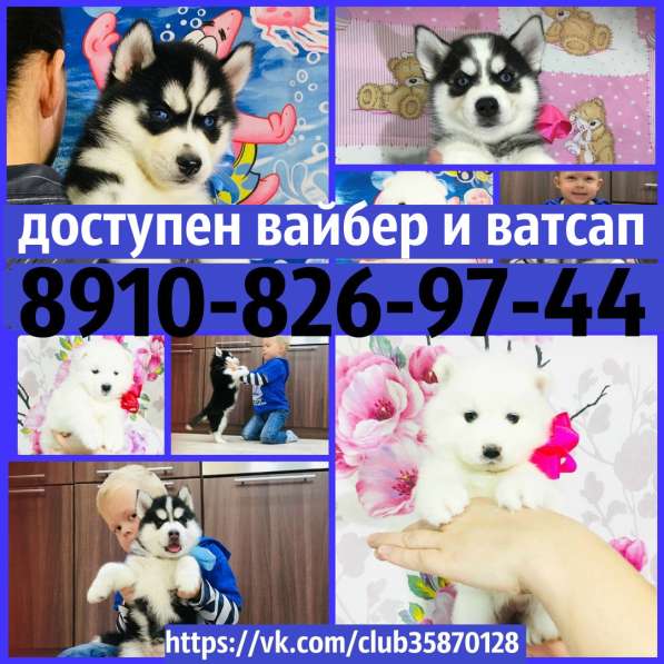 Щеночки Хаски черно-белые и белоснежные !! в Тутаево