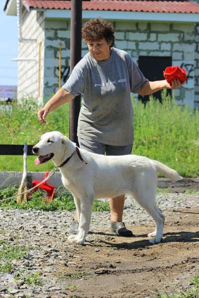 Щенок Среднеазиатской овчарки в Новосибирске фото 43