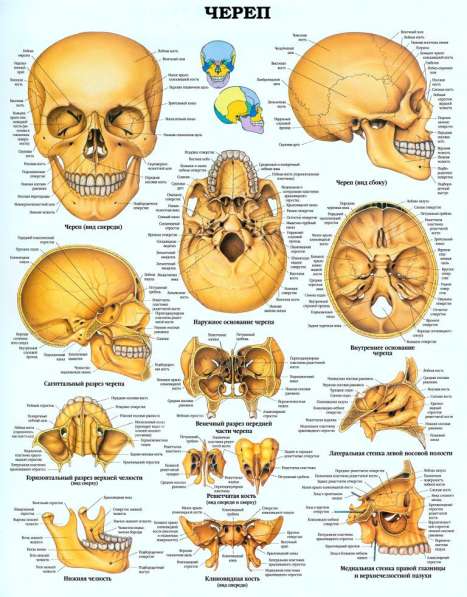 Анатомия. Учебные плакаты (комплект 40 плакатов) в фото 4