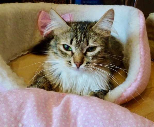 Шикарная пушистая трехцветка Джулия в добрые руки в Москве фото 10