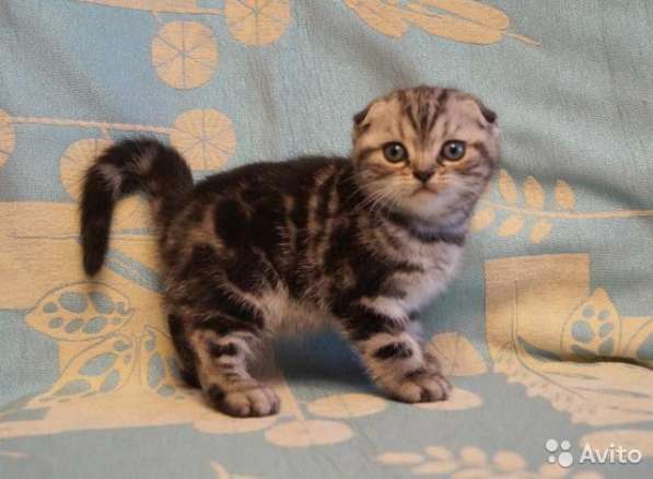 Котята -вислоухие и прямоухие в Костроме фото 8