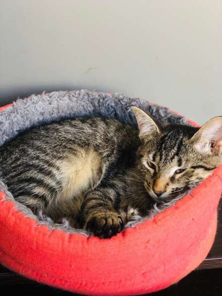 Мурлыка-котенок с дефектом глазика очень ищет дом в Санкт-Петербурге фото 22