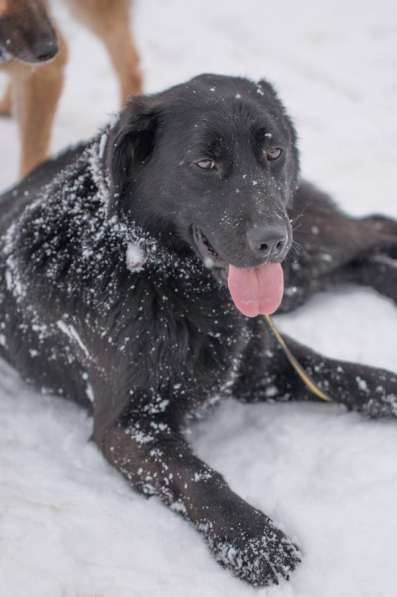 Метис лабрадора ищет хозяев в Москве фото 10