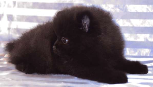 Шпиц в Санкт-Петербурге фото 21