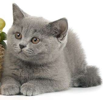 Роскошные британские котята из профессионального питомника в фото 10
