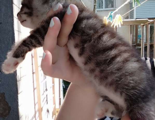 Элитная Бенгальские Снежный барс котятки в Санкт-Петербурге фото 43