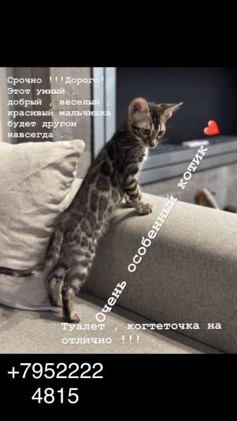 Бенгальский котёнок в Москве