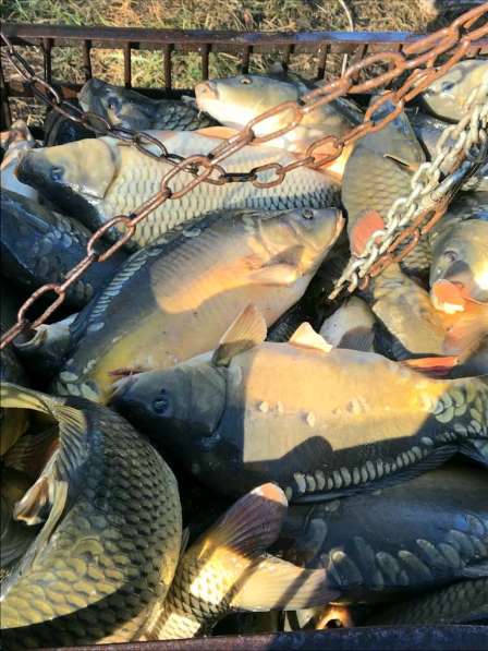 Карпа 60% зеркало в Воронеже