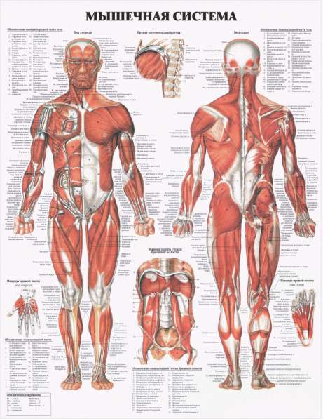 Анатомия. Учебные плакаты (комплект 40 плакатов) в фото 5